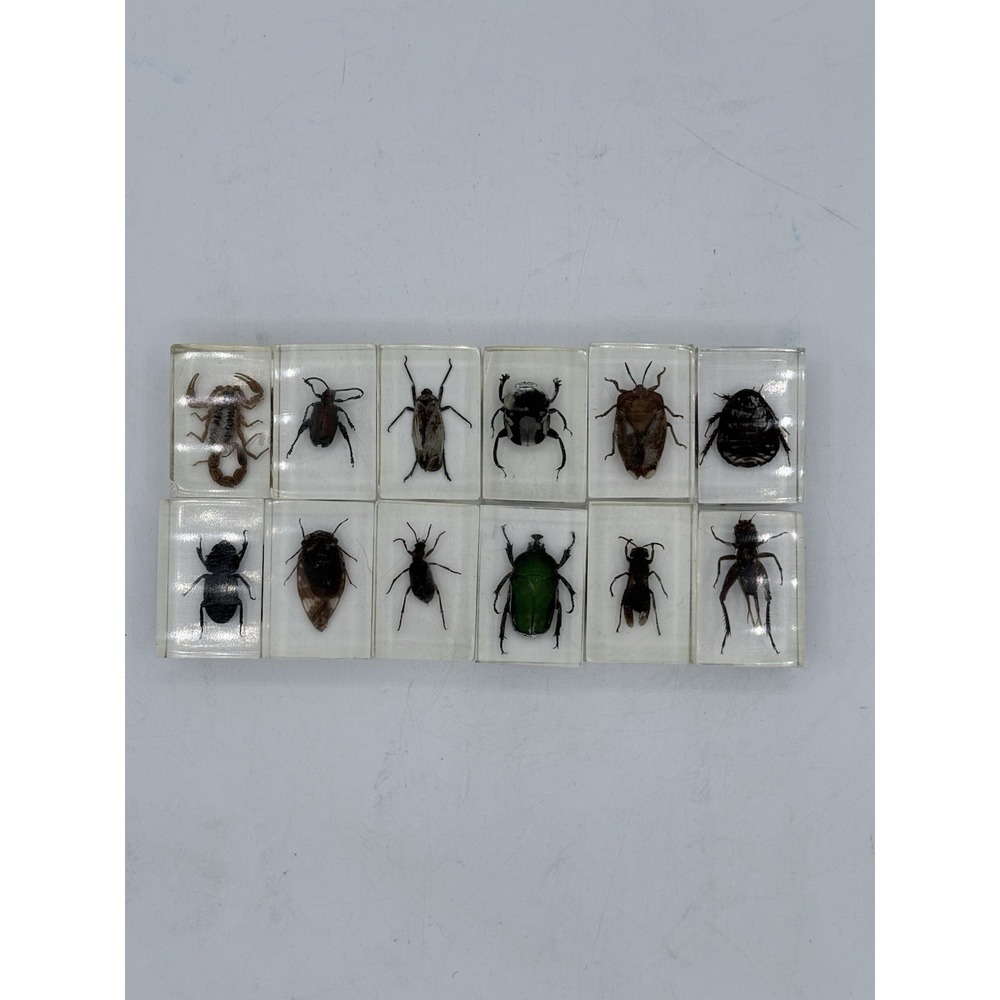 10 Pcs Insect Specimens Real Bugs in Resin Science Set